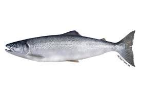 product-image.jpg